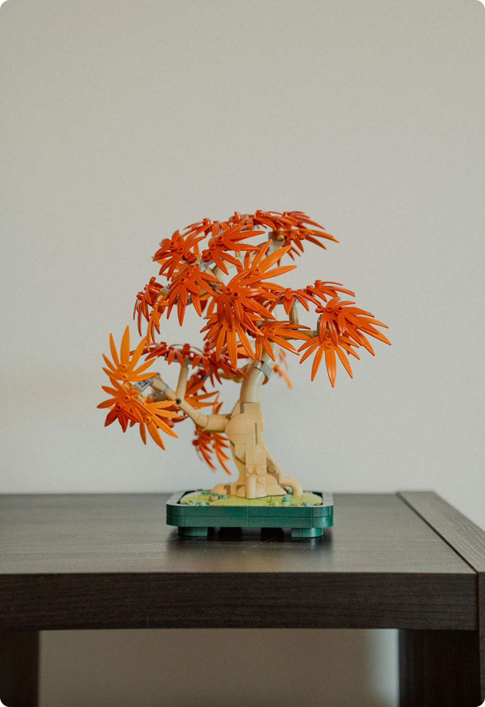 An orange model bonsai tree in the studio