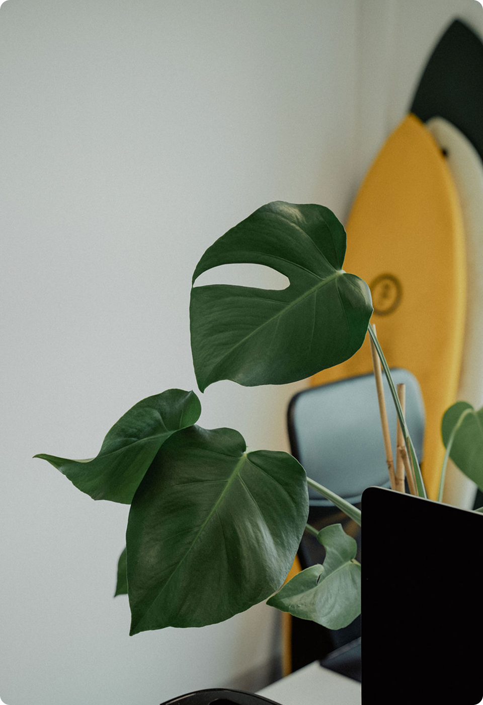 Plants and a surfboard in the Beatnik studio